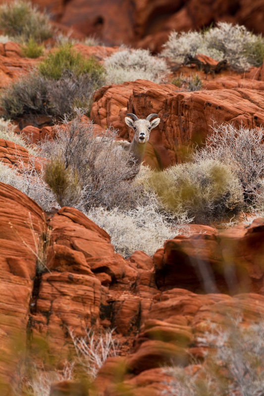 Bighorn On Slickrock